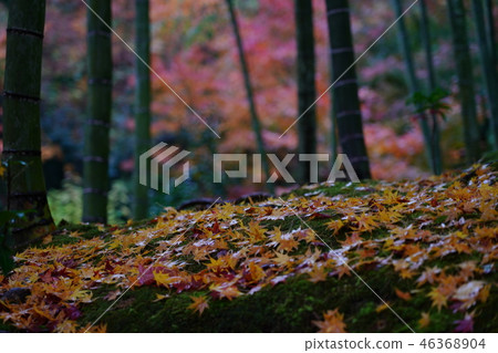 Kyoto in autumn Kyoto in autumn 46368904