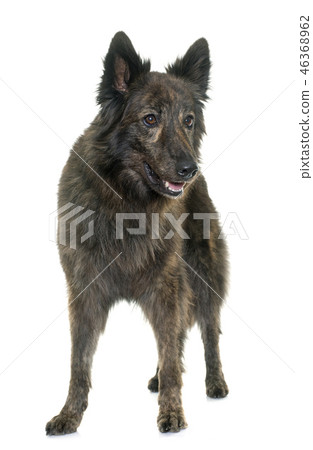 Dutch Long haired shepherd 46368962
