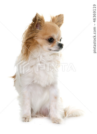 chihuahua in studio chihuahua in studio 46369119