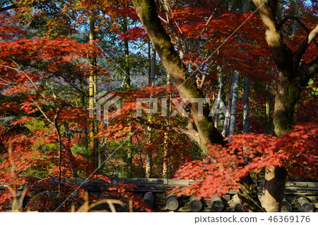 Kyoto in autumn 46369176