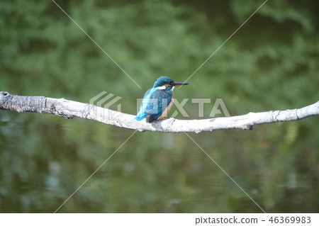 Kingfisher 46369983