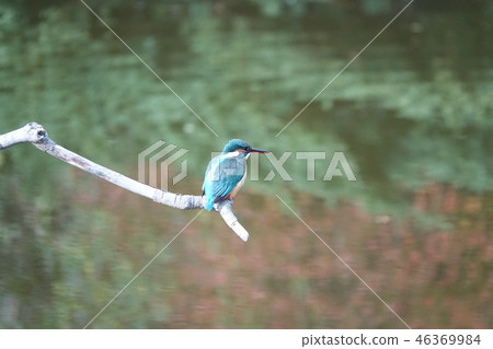 Kingfisher 46369984