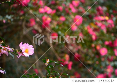 Color of Yamada pond park 46370012