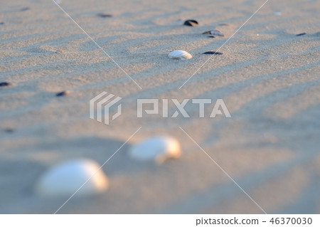 Sandy beach crest shell 46370030