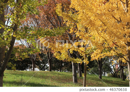 Autumn leaves (Ginkgo) in Yamadaike Park Hirakata City, Osaka Prefecture 46370638