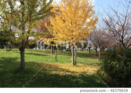 秋葉（銀杏樹）在Yamadaike公園Hirakata市，大阪縣 46370639