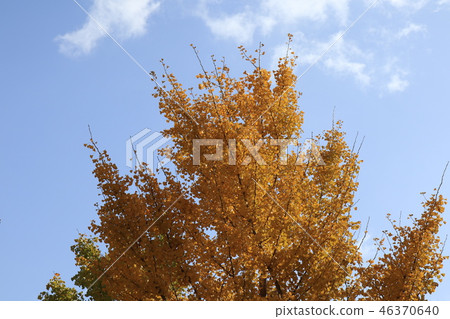 秋葉（銀杏樹）在Yamadaike公園Hirakata市，大阪縣 46370640