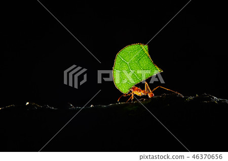 Atta ants, Leafcutter Ants, Costa Rica 46370656