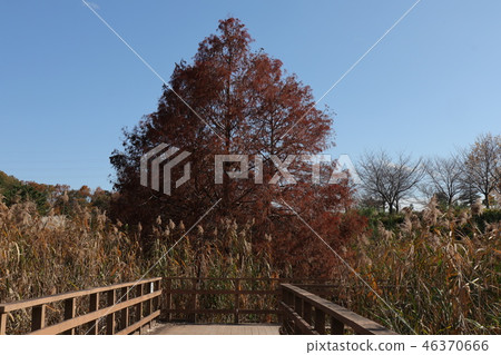 Autumn leaves (Meta sequoia & scenery) of Yamada Ike Park Hirakata City, Osaka Prefecture 46370666