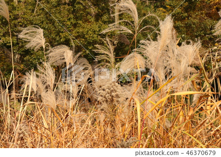 Autumn leaves (Yellow) of Yamada Ike Park Osaka Prefecture Hirakata City 46370679