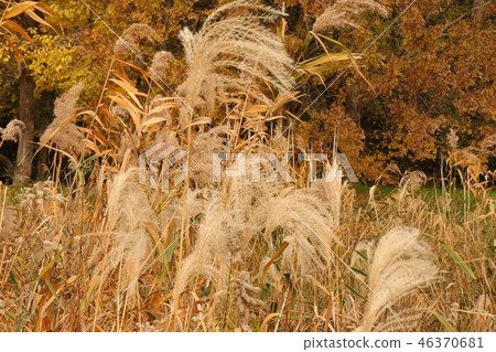 Autumn leaves (Yellow) of Yamada Ike Park Osaka Prefecture Hirakata City 46370681