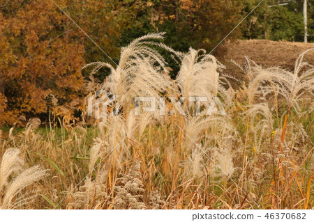 秋葉（黃色）山田艾克公園大阪府枚方市 46370682