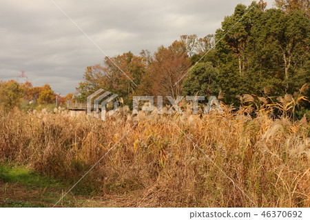Autumn leaves (Yellow) of Yamada Ike Park Osaka Prefecture Hirakata City 46370692