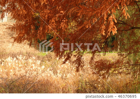 Autumn leaves (Meta sequoia & Susuki) Osaka Prefecture Hirakata City of Yamadaike Park 46370695