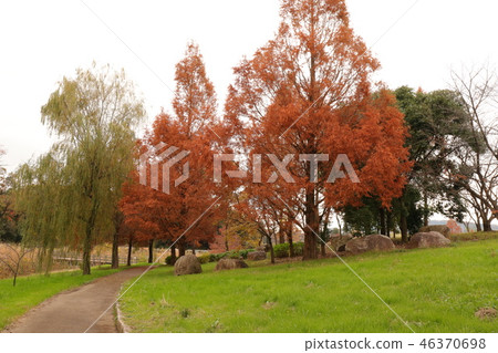 秋葉（Meta紅杉＆Yanagi）大阪府Hirakata市Yamadaike公園 46370698