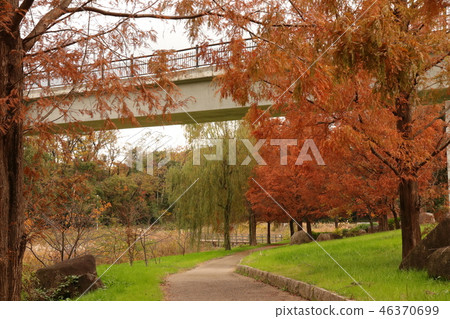 Autumn leaves (Meta sequoia & Yanagi) Osaka Prefecture Hirakata City of Yamadaike Park 46370699