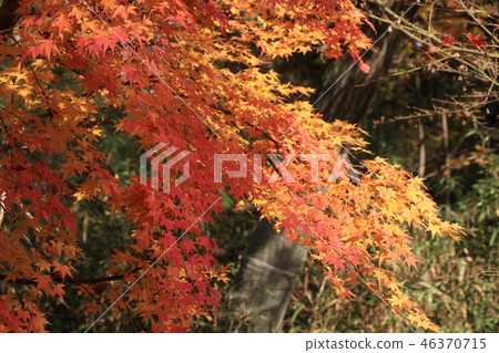 Autumn leaves of Yamada Ike Park (Momiji) Osaka Prefecture Hirakata City 46370715
