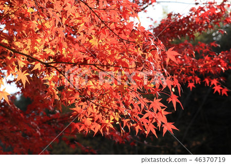 Autumn leaves of Yamada Ike Park (Momiji) Osaka Prefecture Hirakata City 46370719