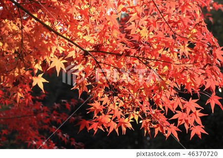 Autumn leaves of Yamada Ike Park (Momiji) Osaka Prefecture Hirakata City 46370720