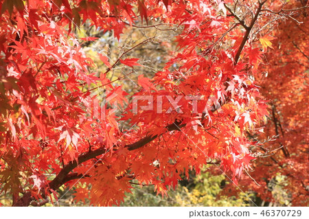 Autumn leaves of Yamada Ike Park (Momiji) Osaka Prefecture Hirakata City 46370729