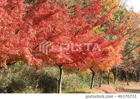 Autumn leaves of Yamada Ike Park (Momiji) Osaka Prefecture Hirakata City 46370731