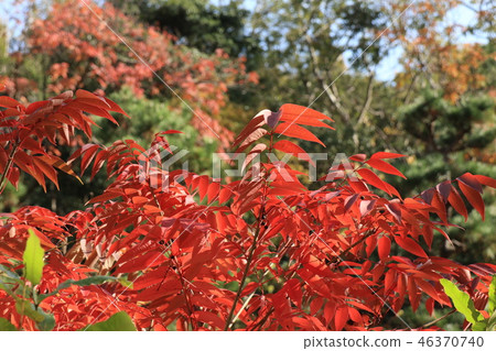 Autumn leaves (Haze: Urushi) Osaka Prefecture Hirakata City of Yamadaike Park 46370740