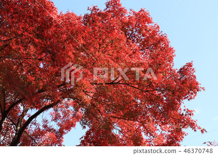 Autumn leaves of Yamada Ike Park (Momiji) Osaka Prefecture Hirakata City 46370748