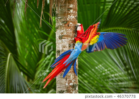 Red parrot (Macaw parrot) fly in green vegetatio 46370778