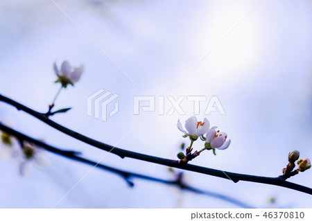 Smomo flower branch 46370810