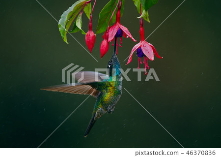 A magnificent hummingbird, Eugenes fulgens 46370836