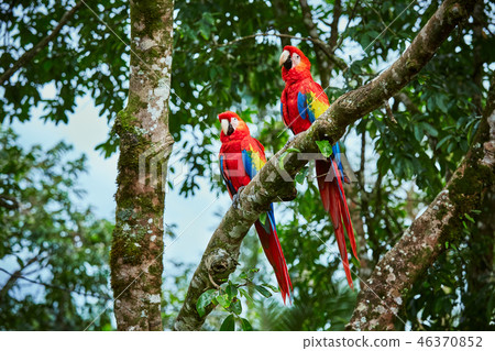 Pair of big Scarlet Macaws, Ara macao, two birds Pair of big Scarlet Macaws, Ara macao, two birds 46370852