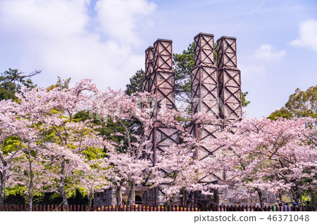 [Shizuoka Prefecture] Nirayama Reverberatory Cherry Blossom Season 46371048