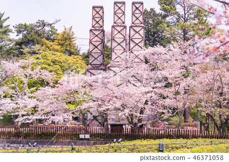 [Shizuoka Prefecture] Nirayama Reverberatory Cherry Blossom Season 46371058