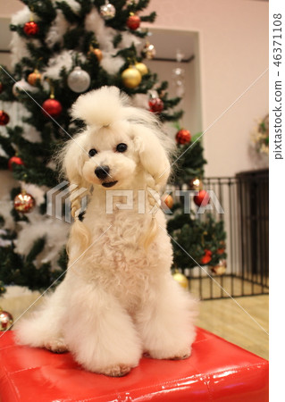 玩具貴賓犬 46371108