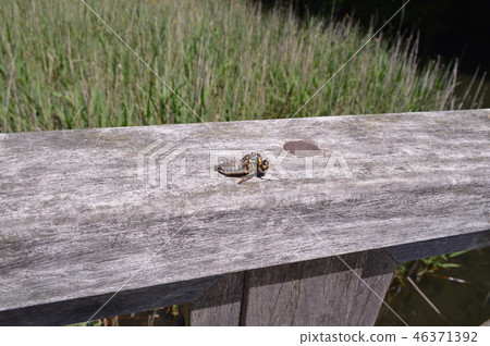 A wooden fence surrounded by trees around Lake Ippeki in Shizuoka Prefecture 46371392