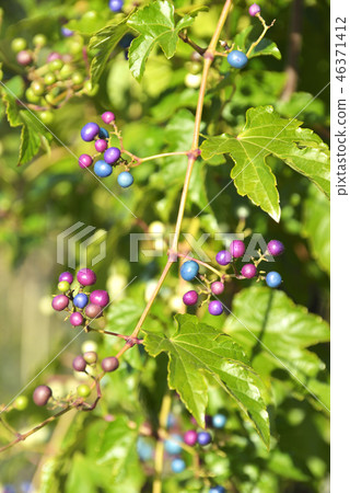 Grape berry 46371412