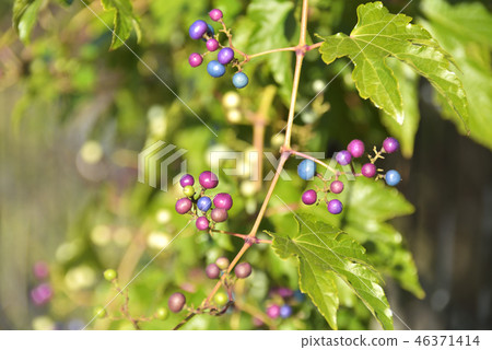 Fruit of wild grapes 46371414