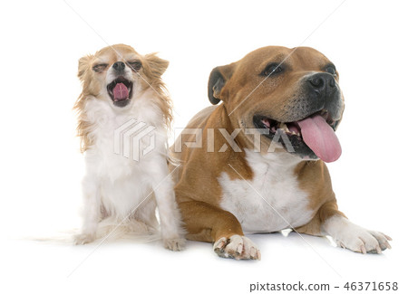 staffordshire bull terrier and chihuahua 46371658