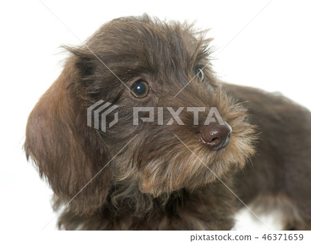 puppy Wire haired dachshund 46371659
