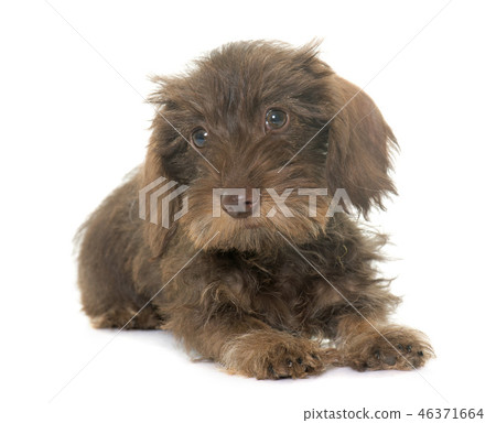puppy Wire haired dachshund 46371664