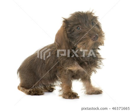 puppy Wire haired dachshund 46371665