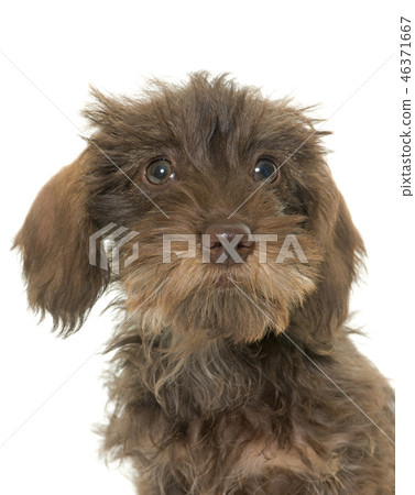 puppy Wire haired dachshund 46371667