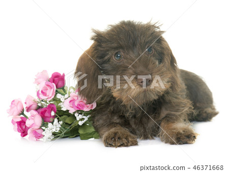 puppy Wire haired dachshund 46371668