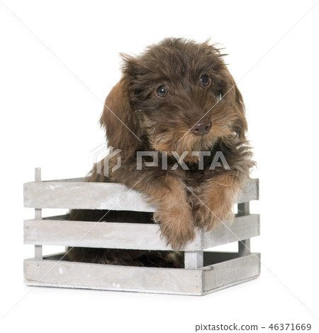 puppy Wire haired dachshund 46371669