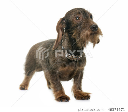 Female Wire Haired Dachshund Stock Photo 46371671 Pixta Female Wire Haired Dachshund Stock