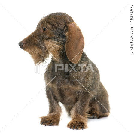 female Wire haired dachshund 46371673