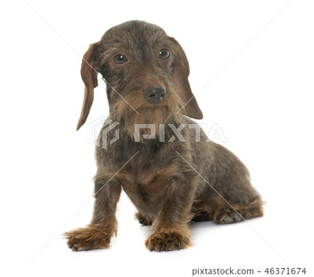 female Wire haired dachshund 46371674