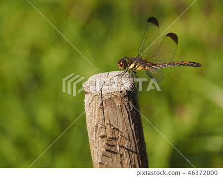 適合分支的蜻蜓 適合分支的蜻蜓 46372000