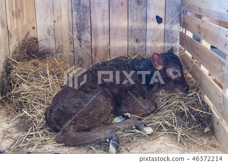 young calf young calf 46372214