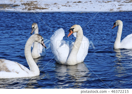 swans swans 46372215